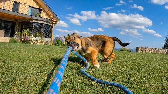 POV: Owner holding blue rope and playing with energetic brown puppy in garden. Lively doggy runs and jumps around on lawn while pulling a rope. Adorable mixed breed dog at playtime in sunny backyard.