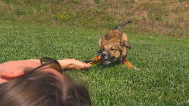 istock POV, CLOSE UP: Owner and puppy lying on green grass and playing with a pull toy 1890592033