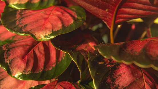 CLOSE UP, DOF: Amazing colours of calathea roseopicta leaves in morning light. Beautiful colourful foliage of a tropical houseplant that cleans air. A luxuriantly growing calathea in indoor jungle.