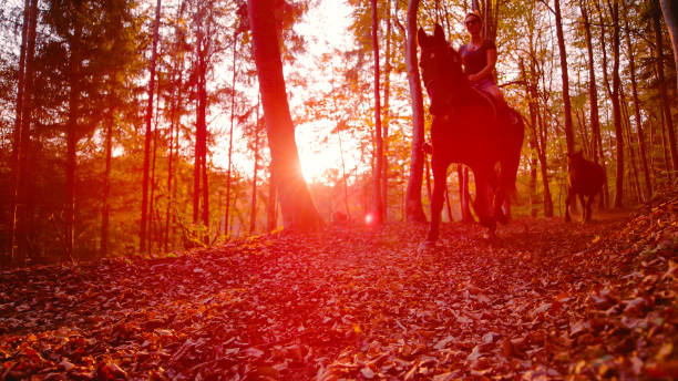 LOW ANGLE VIEW, LENS FLARE: Lady rides a horse along leaf covered forest path. Woman horseback riding along beautiful trail completely covered with fallen leaves and illuminated with golden sunrays.