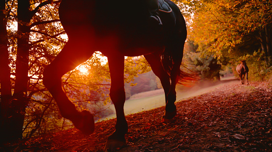 LOW ANGLE VIEW, LENS FLARE: Evening horseback ride in golden sunset light. Last beams of autumn sun shine through autumn forest trees as rider and her horses trot along a trail through the woods.