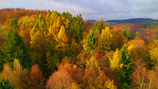 AERIAL: Autumn fairy tale among colourful forest treetops on a beautiful sunny day. Magical colors of fall season that glow across the hilly countryside. Wild and lush woodland painted in vibrant hues