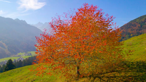 istock AERIAL: Lush tree with vibrant red colored autumn leaves above alpine valley 1890595225
