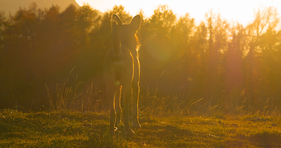 SILHOUETTE, LENS FLARE: Dog is standing on top of a grassy hill in golden light and looking after his owner. He is on an early morning walk in alpine nature when first rays of sun spill over landscape