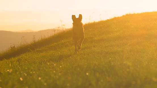 LENS FLARE: Beautiful mixed breed dog is running across meadow at golden sunset. Adorable shepherd dog is enjoying sunny autumn days at green countryside. Obedient doggy is off leash on evening walk.