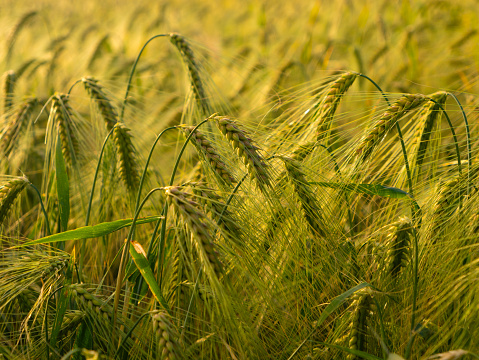 Golden field of barley crops growing on farm at sunset or sunrise