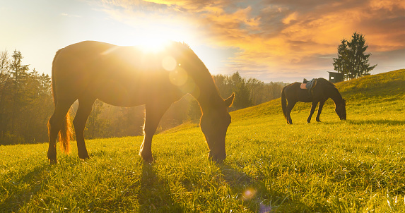 SILHOUETTE, LENS FLARE: Golden sunrise with two brown horses on morning pasture. An early and calm autumn morning with warm golden sun rays shining on beautiful horses grazing on the sunlit meadow.