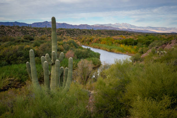 istock Large saguaro along the salt river at roosevelt lake 1890607636