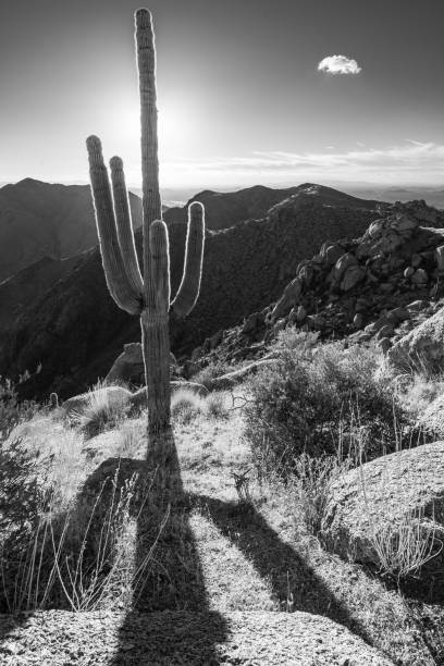 istock Black and White saguaro sunset in McDowell Mountains 1890608375