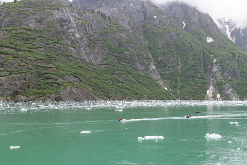 Small rib boat in ice and mist of the Tracy Arm Fjord, Alaska, USA