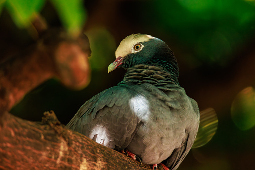 White-crowned pigeons with their white caps are nearly threatened fruit and seed eating birds of the dove and pigeon family
