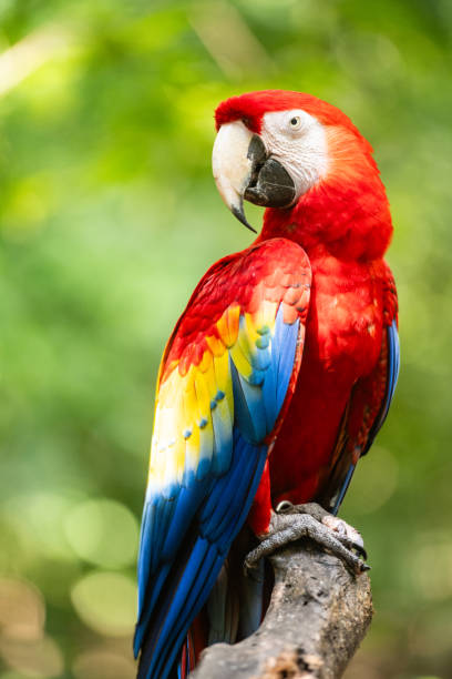 This is a color photograph of a Red Macaw parrot in Playa del Carmen, Mexico in an outdoor bird sanctuary.