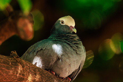 White-crowned pigeons with their white caps are fruit and seed eating birds of the dove and pigeon family