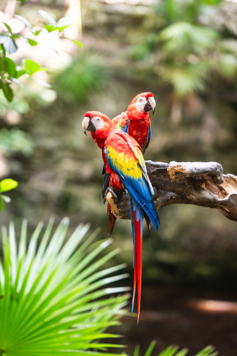 This is a color photograph of two Red Macaw parrots looking at the camera in Playa del Carmen, Mexico in an outdoor bird sanctuary.