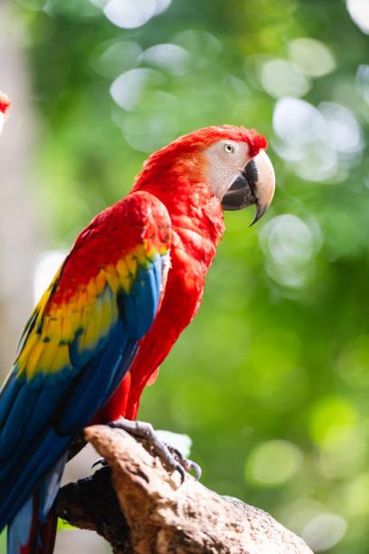 istock Red Macaw Parrot in Playa Del Carmen Mexico 1890636112