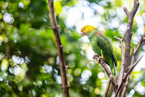 This is a color photograph of a Yellow Headed Amazon parrot in Playa del Carmen, Mexico in an outdoor bird sanctuary.
