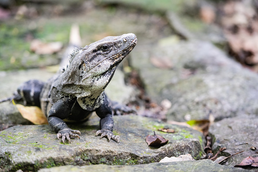 This is a color photograph of an endangered Iguana outdoors in Playa del Carmen, Mexico.