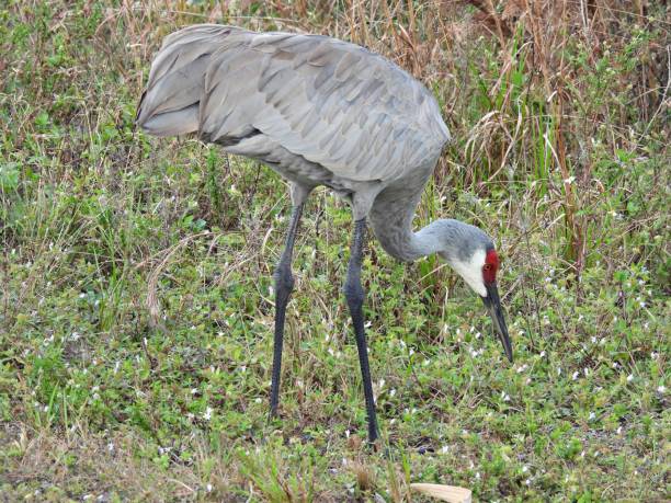 istock Sandhill Cranes (Grus Canadensis) - foraging in a field 1890641274