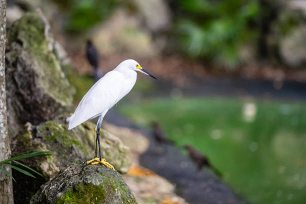 This is a color photograph of a snowy egret in Playa del Carmen, Mexico in an outdoor bird sanctuary.