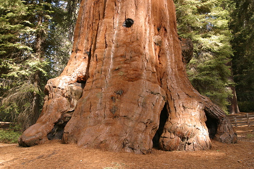 Sentinel is a giant sequoia located within the Giant Forest Grove of Sequoia National Park, California. It is the 43rd largest giant sequoia in the world. The Sentinel Giant Sequoia tree in Sequoia National Park in the Sierra Nevada Mountains of California. 25 feet in diameter; 258 feet tall;