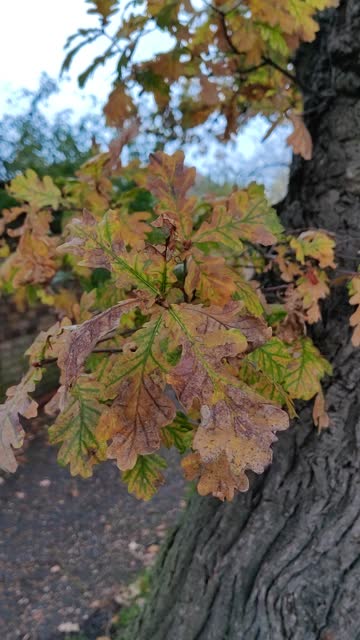 Cluster of autumn colored leaves on tree