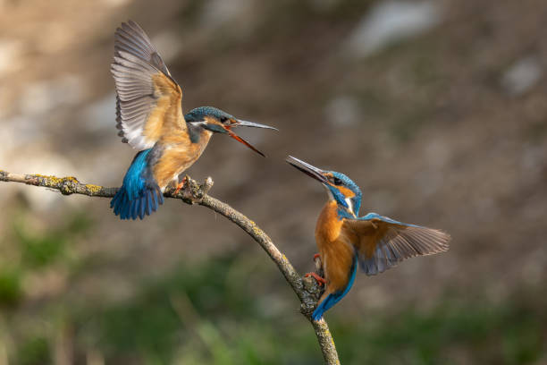 istock Pair of  common kingfishers (Alcedo atthis) 1890698198