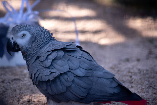 the african grey parrot has a white eye surround, black beak and grey body