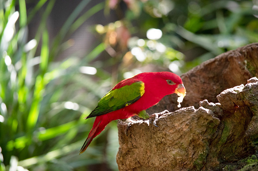 The chattering lory has a red body and a yellow patch on the mantle. The wings and thigh regions are green and the wing coverts are yellow. The tail is green with a blue tip.