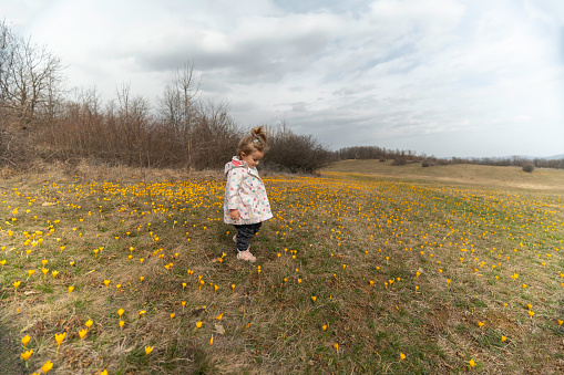 Nature lovers. Toddler girl among blooming yellow crocuses in spring.