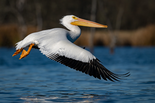 White Pelican flying low over water