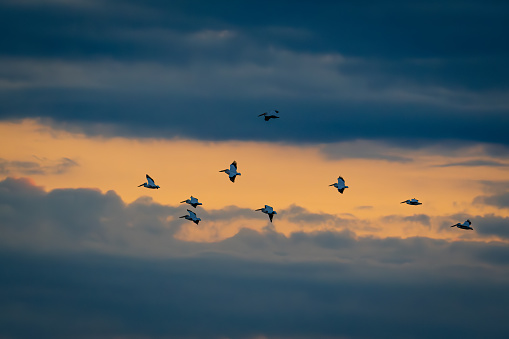 White Pelicans late afternoon flying in to roost