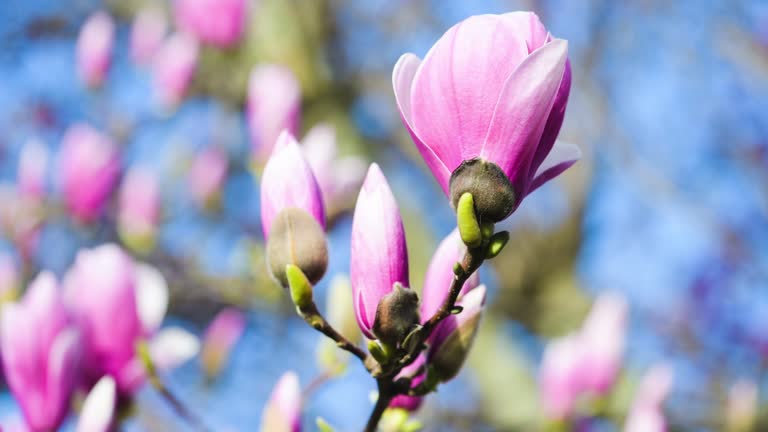 Spring time concept. Magnolia flowers with blue sky