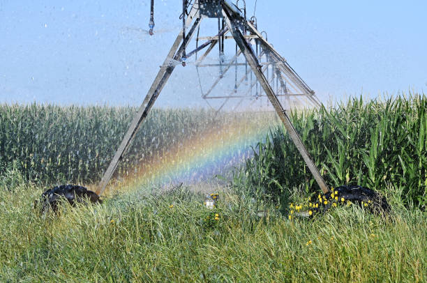 관개인가 스프링클러 - corn crop irrigation equipment agriculture leaf 뉴스 사진 이미지