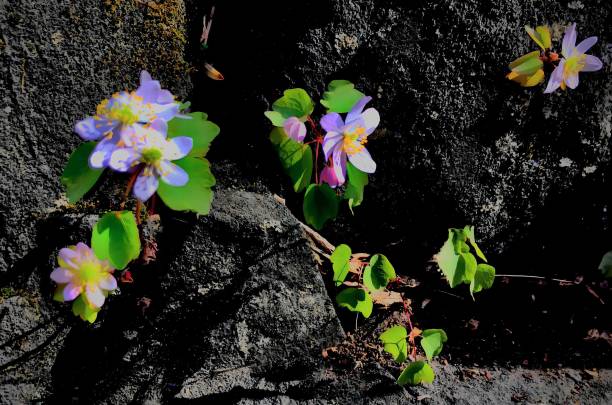 istock Purple Flowers in a Rock 1890890343