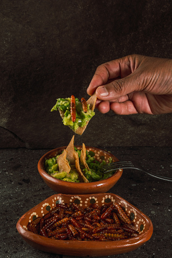 Grasshopper totopo, pre-Hispanic and traditional Mexican food, accompanied by guacamole on a corn tortilla.
