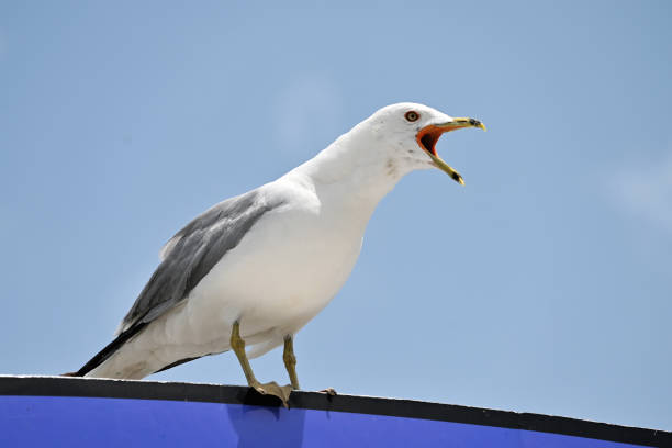 istock Seagull Squawking on the Roof 1890898858