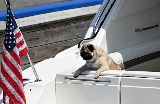 Dog looking out of the boat by the American flag.