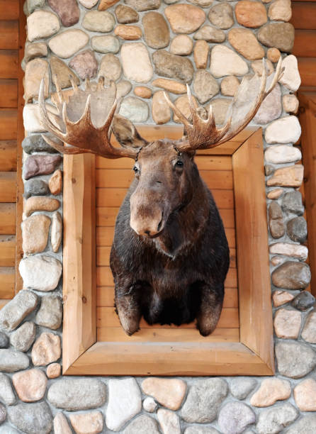 чучело головы лося - moose cabin taxidermy hunting стоковые фото и изображения