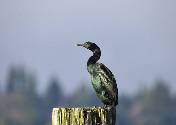 Pelagic Cormorant (phalacrocorax pelagicus) perched on a wooden piling
