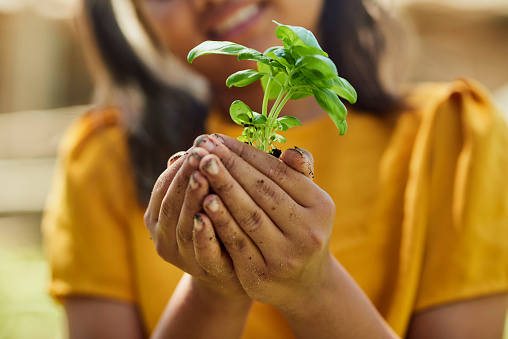 Capture the essence of cultivation as a young girl cradles a delicate basil plant in her dirt-smudged hands, symbolizing the promise of new life and the beauty of nurturing nature's wonders.