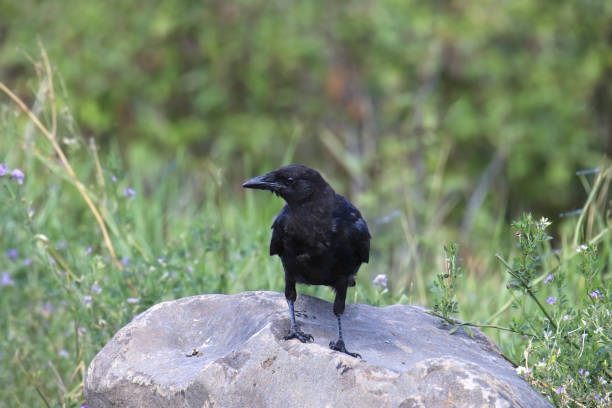 istock American Crow (corvus brachythynchos) perched on a big rock 1890911920