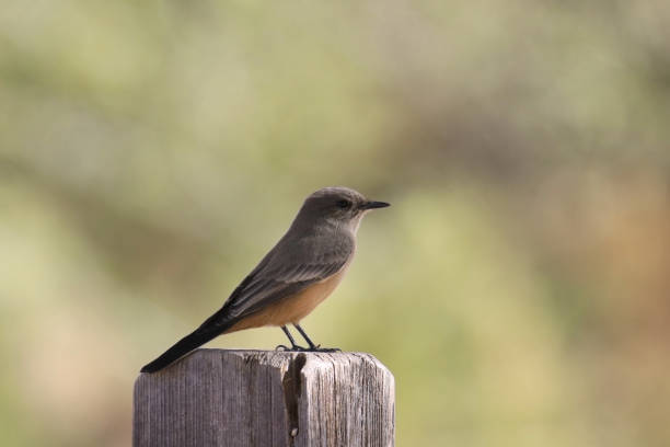 istock Say's Phoebe (sayornis saya) perched on wooden fence post 1890911939