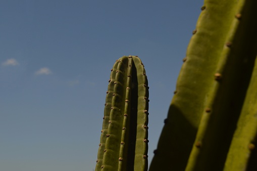 selective focus, cactus with blue sky background at daytime