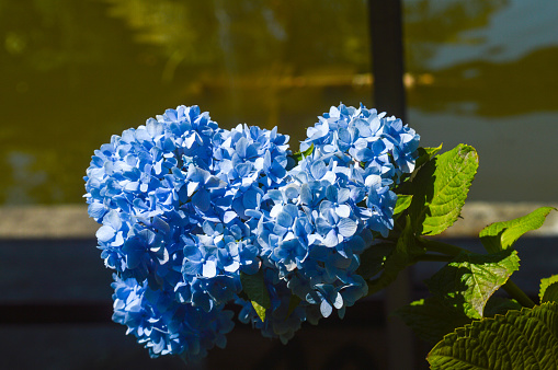 a plant with the scientific name Hydrangea macrophylla,\na species of flowering plant in the Hydrangeaceae family, native to Japan. The common name for flower bowl, flower bakor and hydrangea.