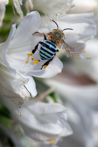 bee close-up on a dark background