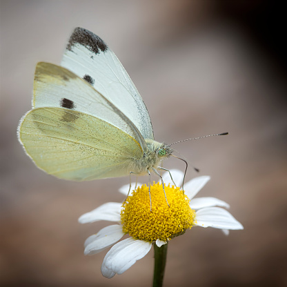 Small White Butterfly feeding on flower