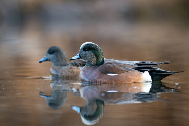 아메리칸 위건 - american wigeon 뉴스 사진 이미지