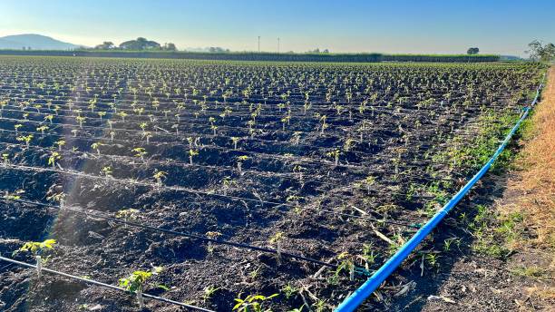 istock Drip irrigation system in Row of cassava tree in field 1890998081
