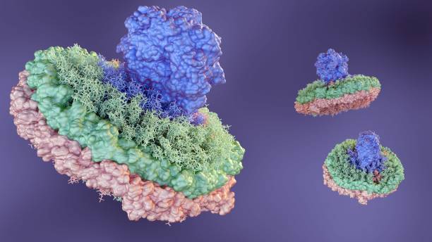 istock nanodisc consists of phospholipids and a stabilizing belt 1891025443