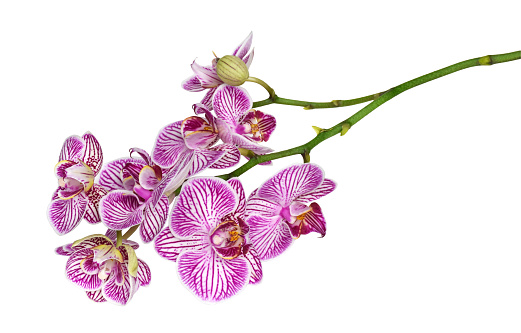 A stem with purple Moth Orchid flowers isolated cutout on white background